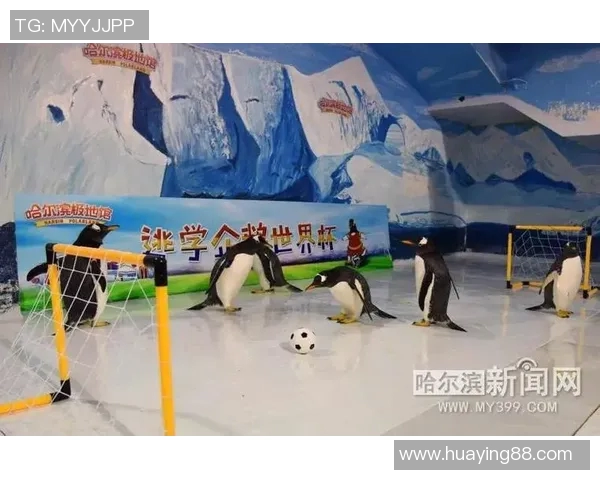 企鹅足球明星赛观看指南及直播平台推荐一览